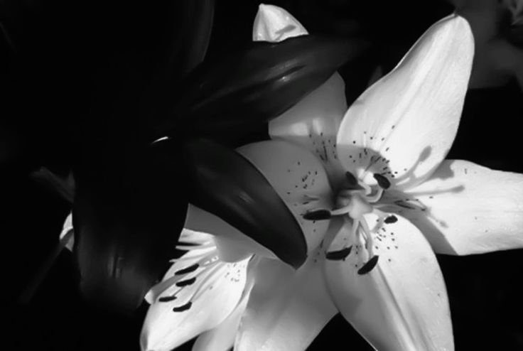 Black And White Pfp Flower