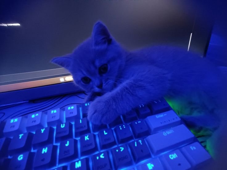 Blue Pfp Cat