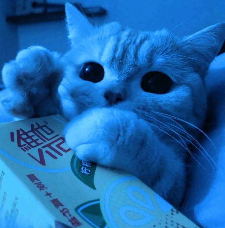 Blue Pfp Cat