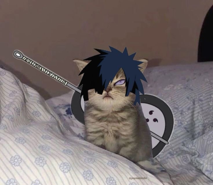 Cat Madara PFP