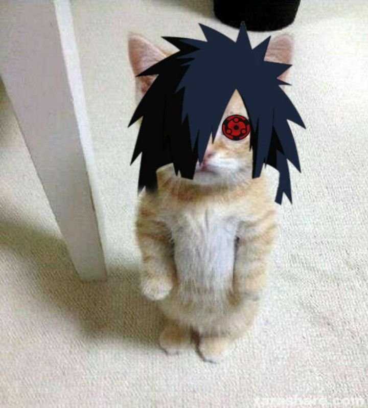 Cat Madara PFP