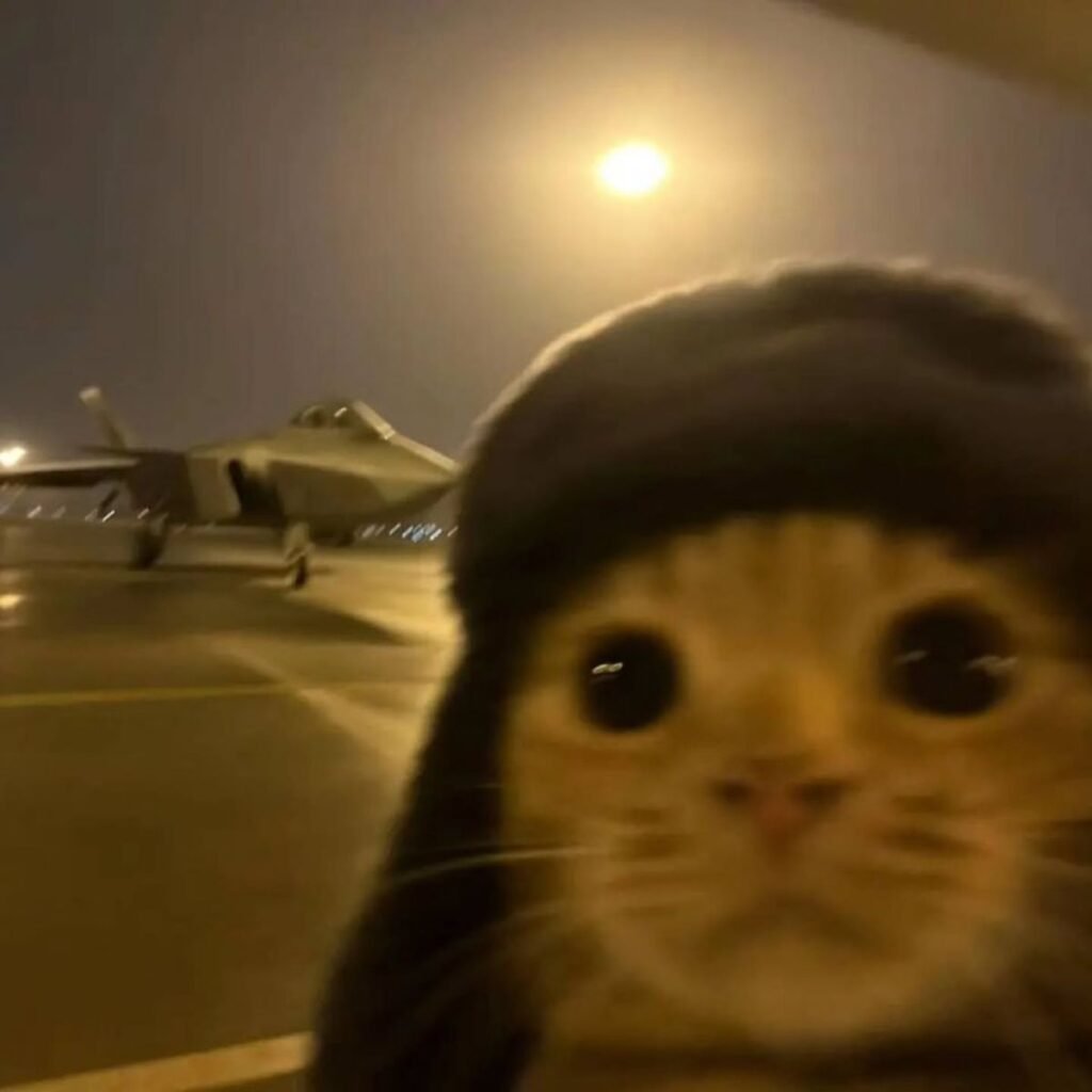 Cat Meme Pfp