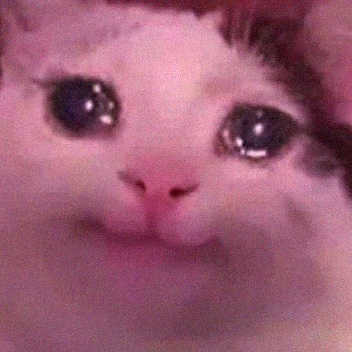 Cat Meme Pfp