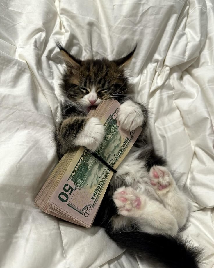 Cat With Money Pfp