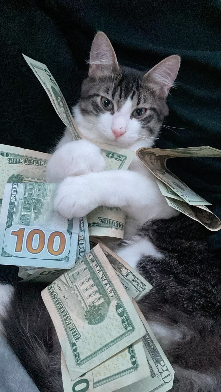 Cat With Money Pfp