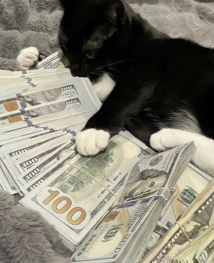 Cat With Money Pfp