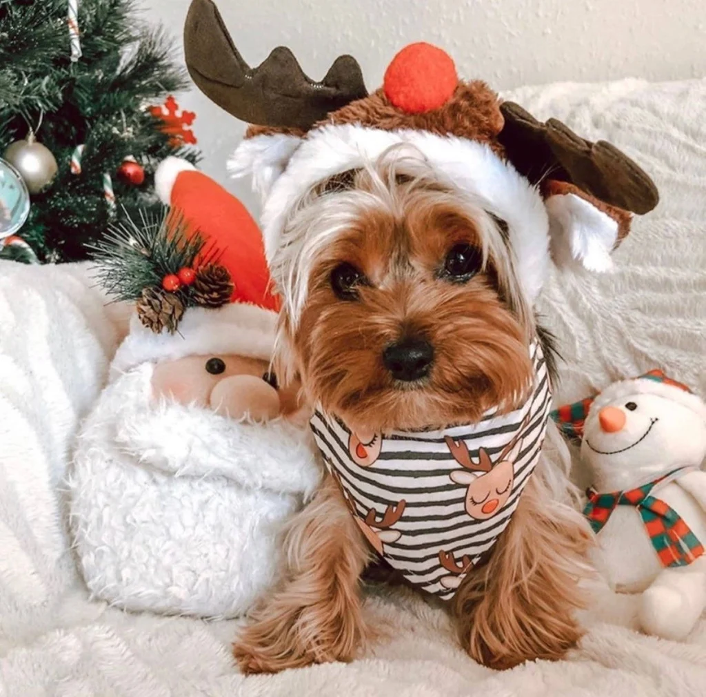 Christmas Preppy PFP