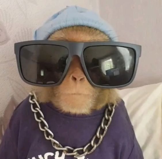 Cool Monkey Pfp