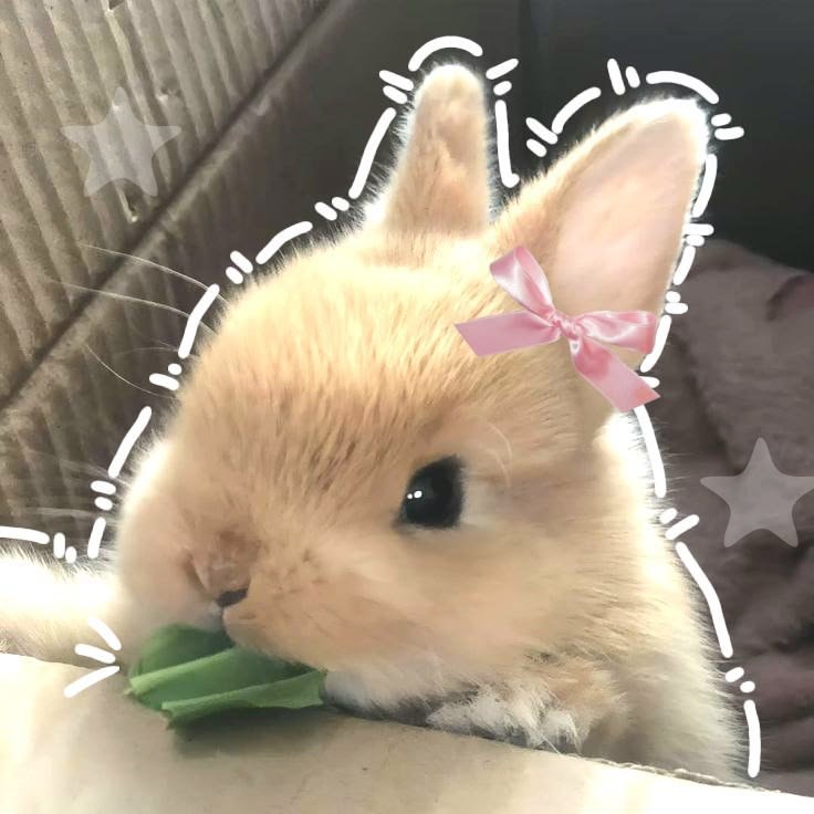 Coquette PFP Bunny