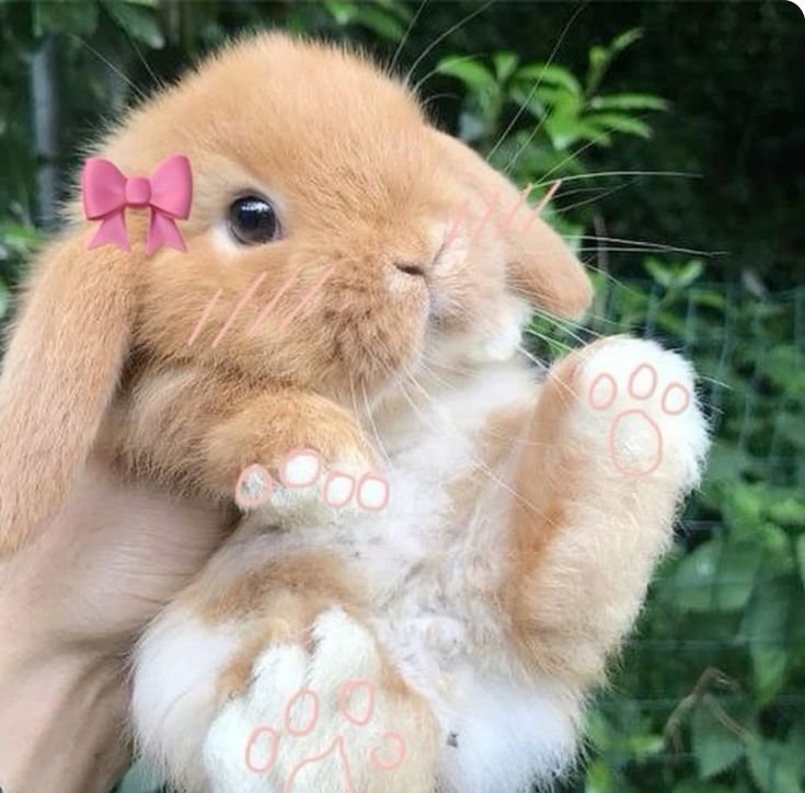 Coquette PFP Bunny