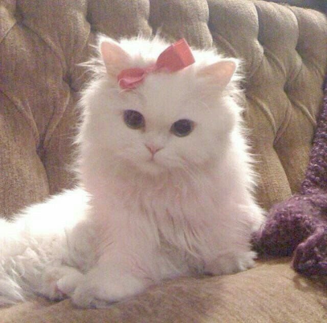 Coquette PFP Cat