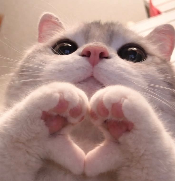 Coquette PFP Cat