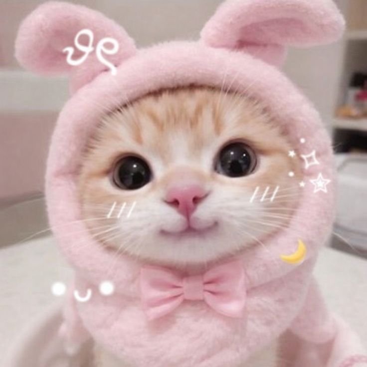 Coquette PFP Cat