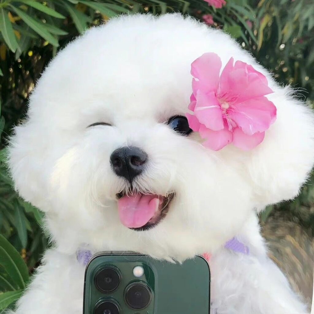 Coquette PFP Dog