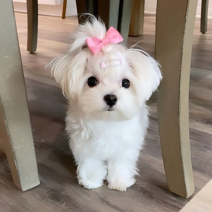 Coquette PFP Dog