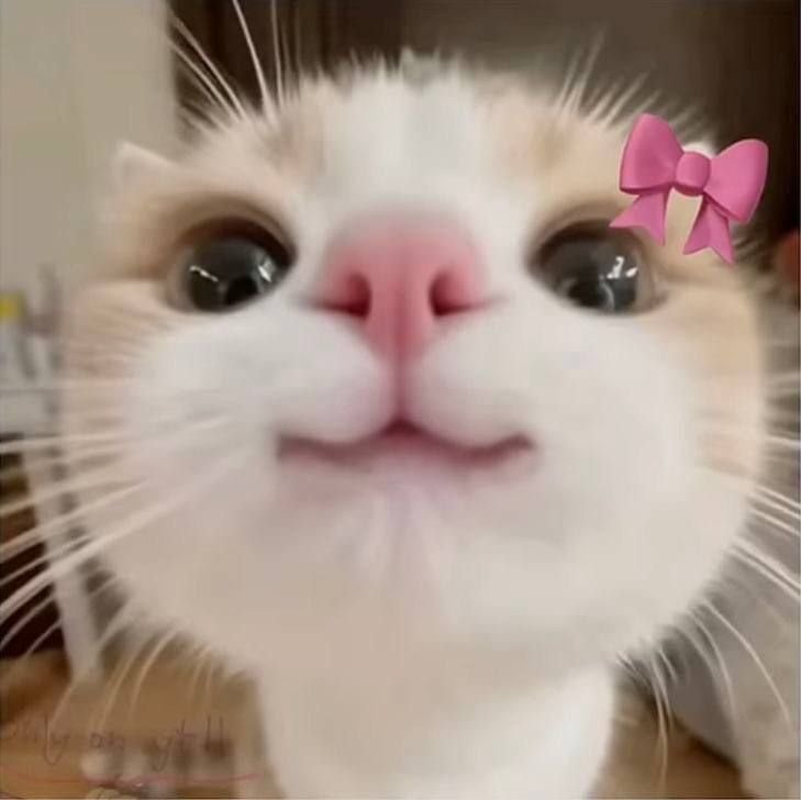 Cute Meme Pfp