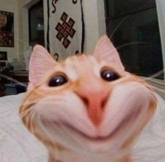 Cute Meme Pfp