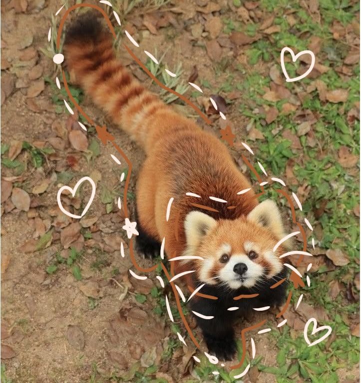 Cute Red Panda PFP