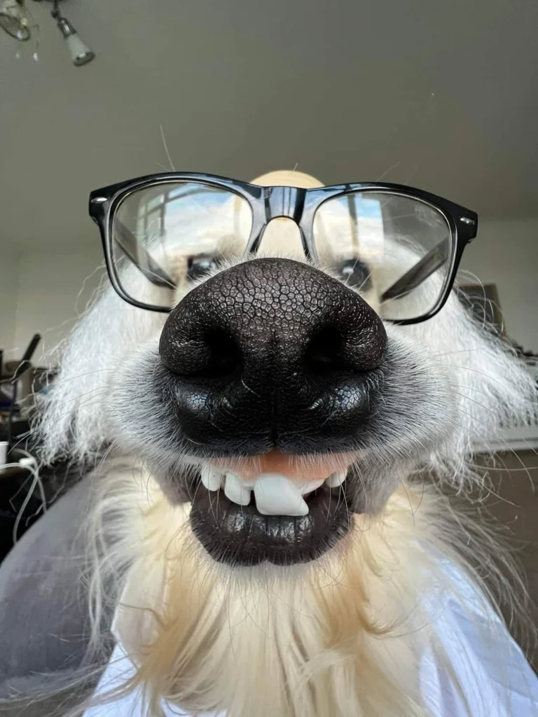 Funny Dog Pfp