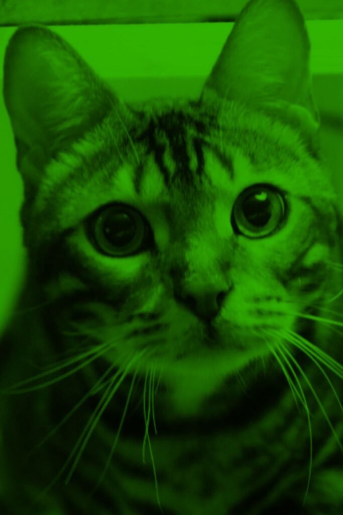 Green Pfp Cat
