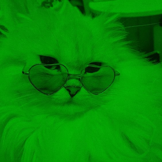 Green Pfp Cat