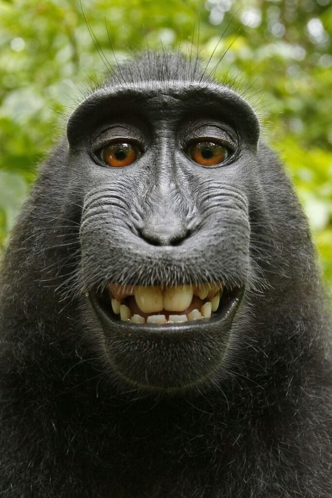 Monkey Pfp Meme