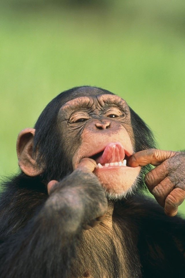 Monkey Pfp Meme