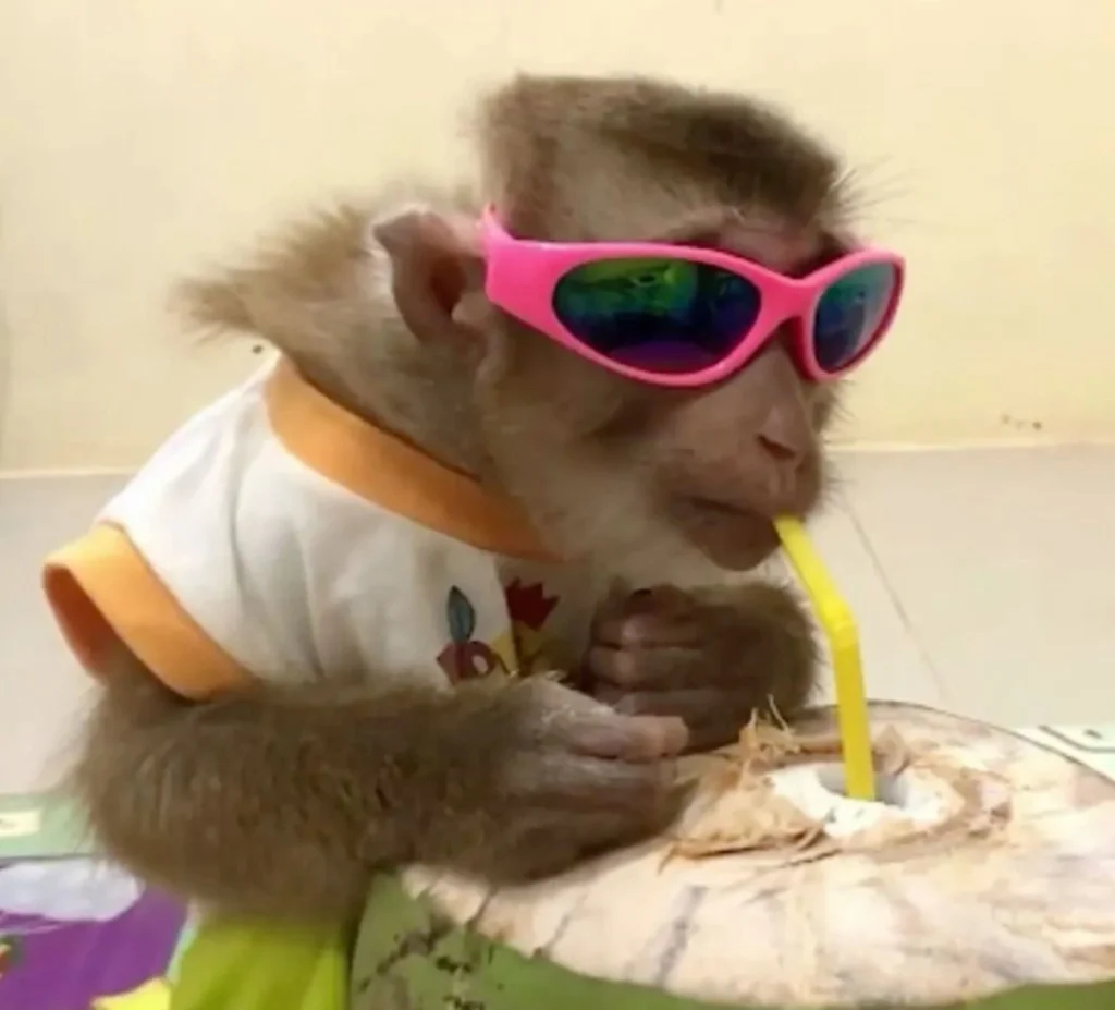Monkey Pfp With Glasses