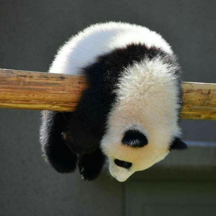 Panda PFP Aesthetic