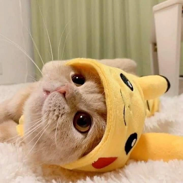 Pikachu Cat PFP