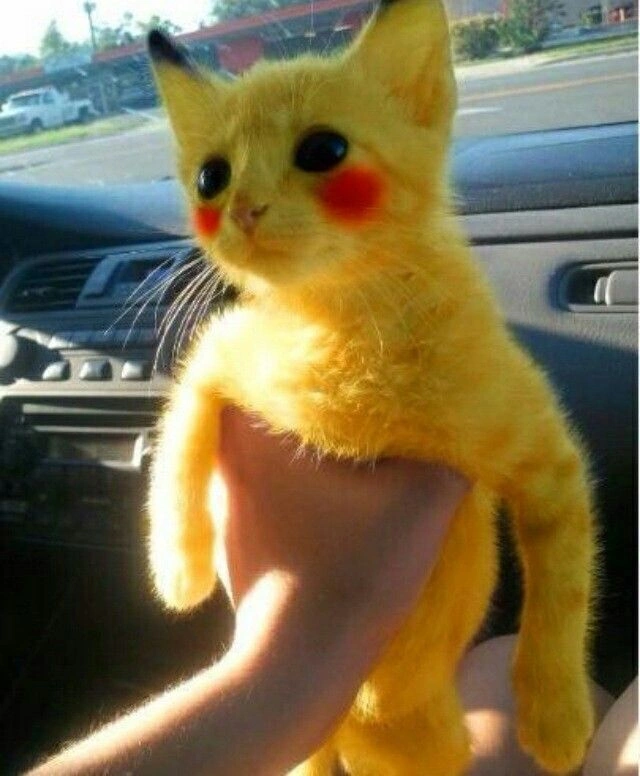 Pikachu Cat PFP