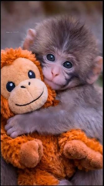 Punch Monkey Pfp
