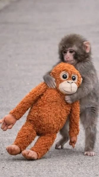 Punch Monkey Pfp