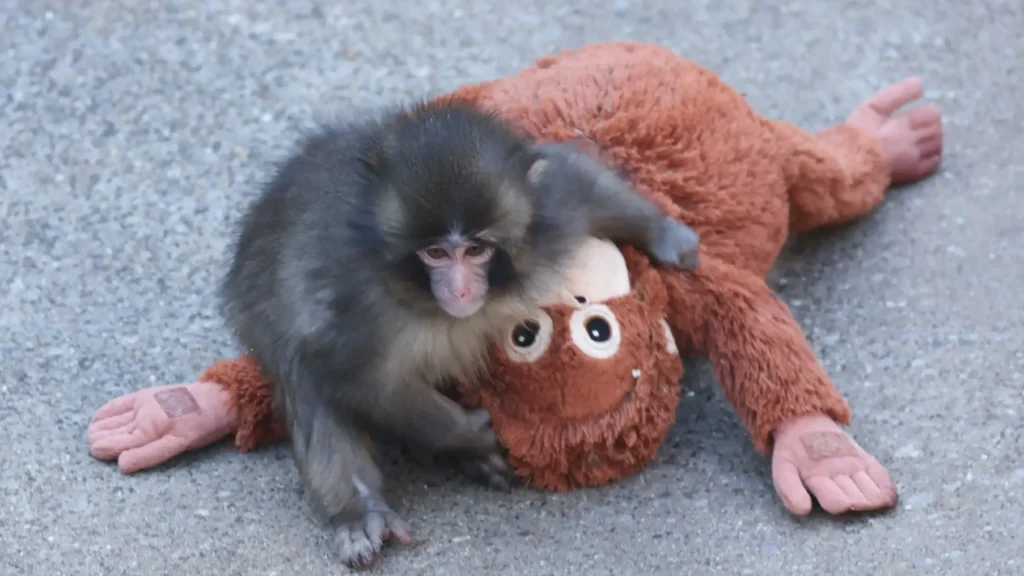 Punch Monkey Pfp
