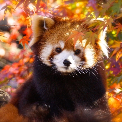 Red Panda PFP